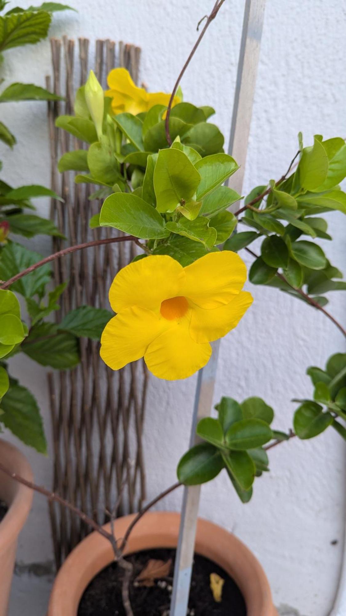 The Botanist Guesthouse Скопелос Екстер'єр фото