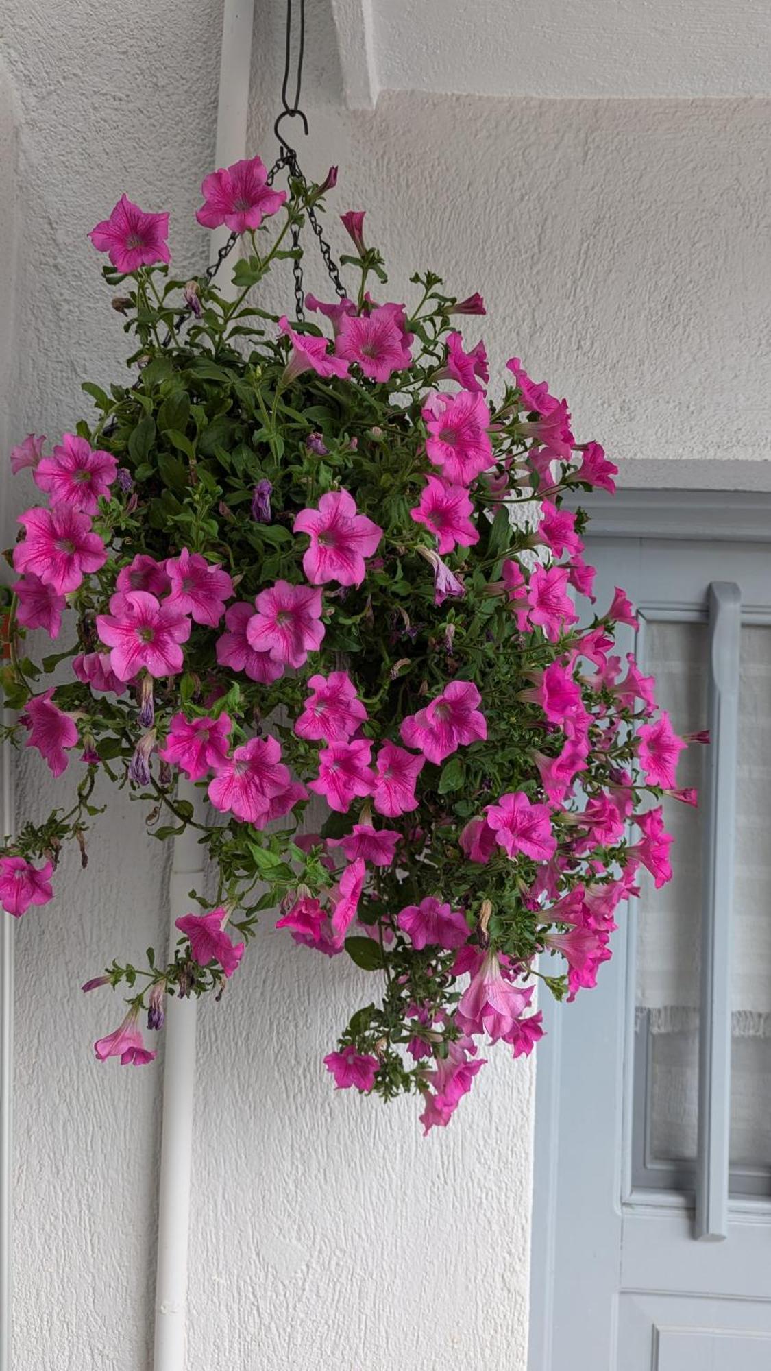 The Botanist Guesthouse Скопелос Екстер'єр фото