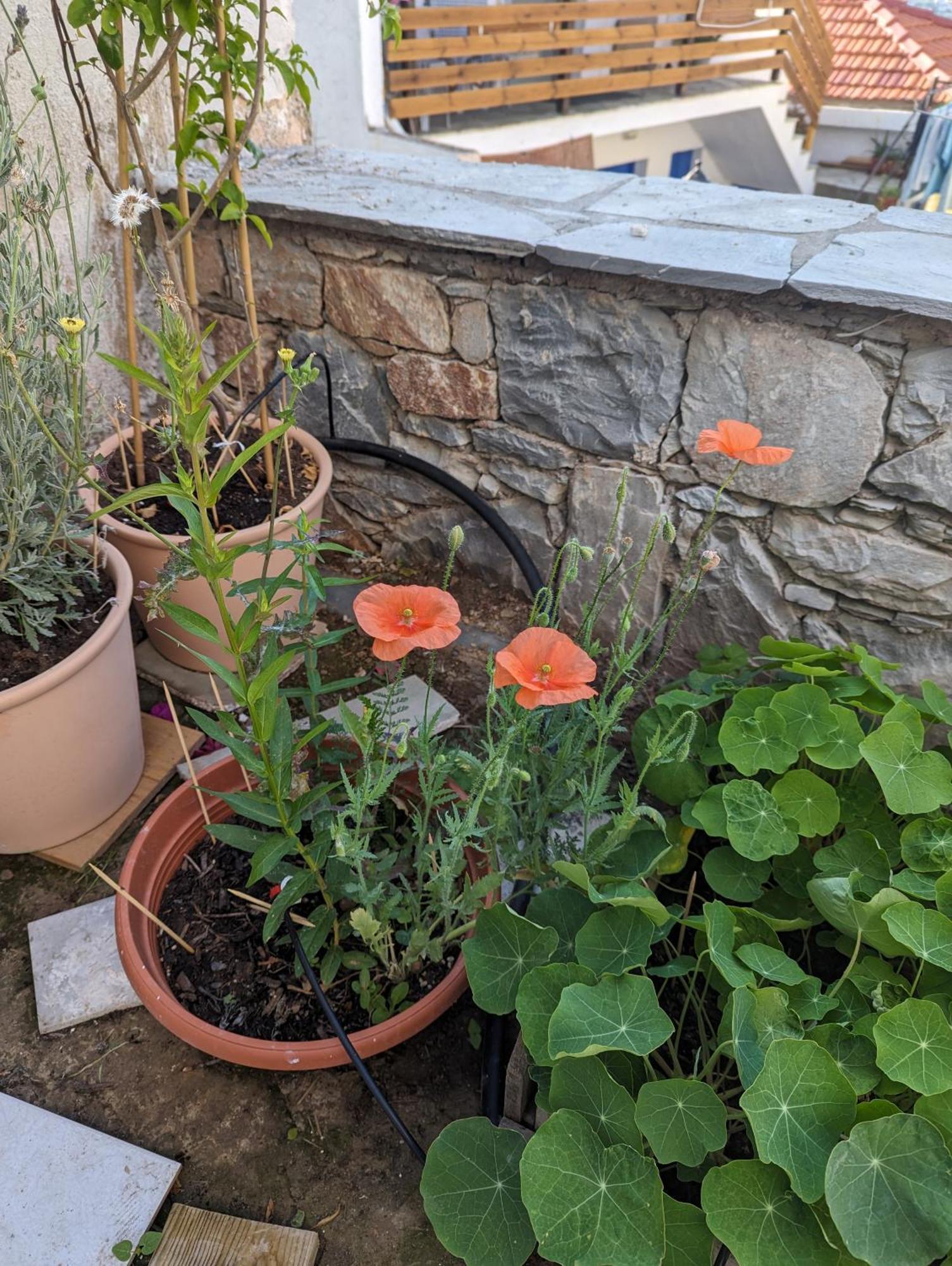 The Botanist Guesthouse Скопелос Екстер'єр фото