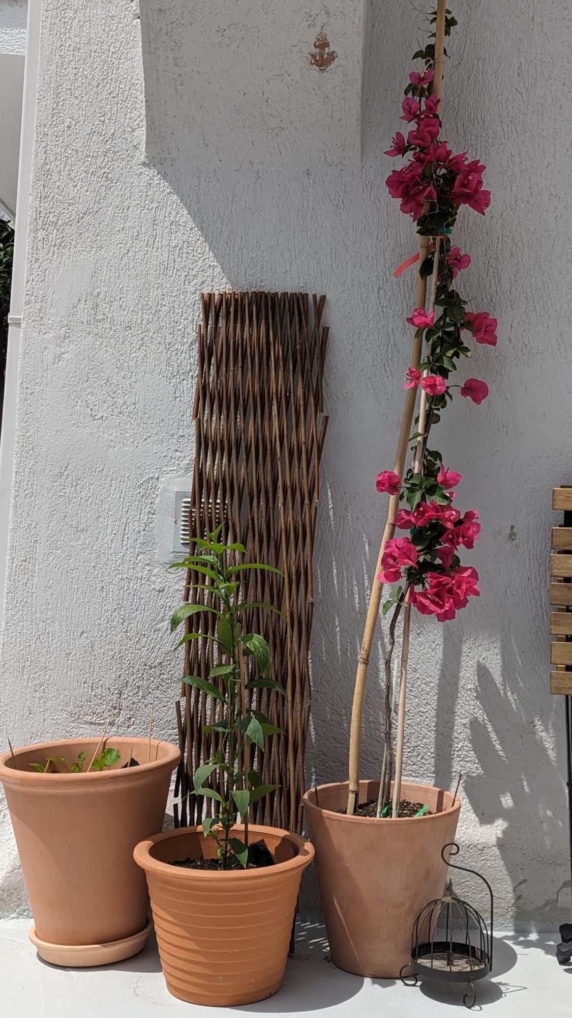 The Botanist Guesthouse Скопелос Екстер'єр фото